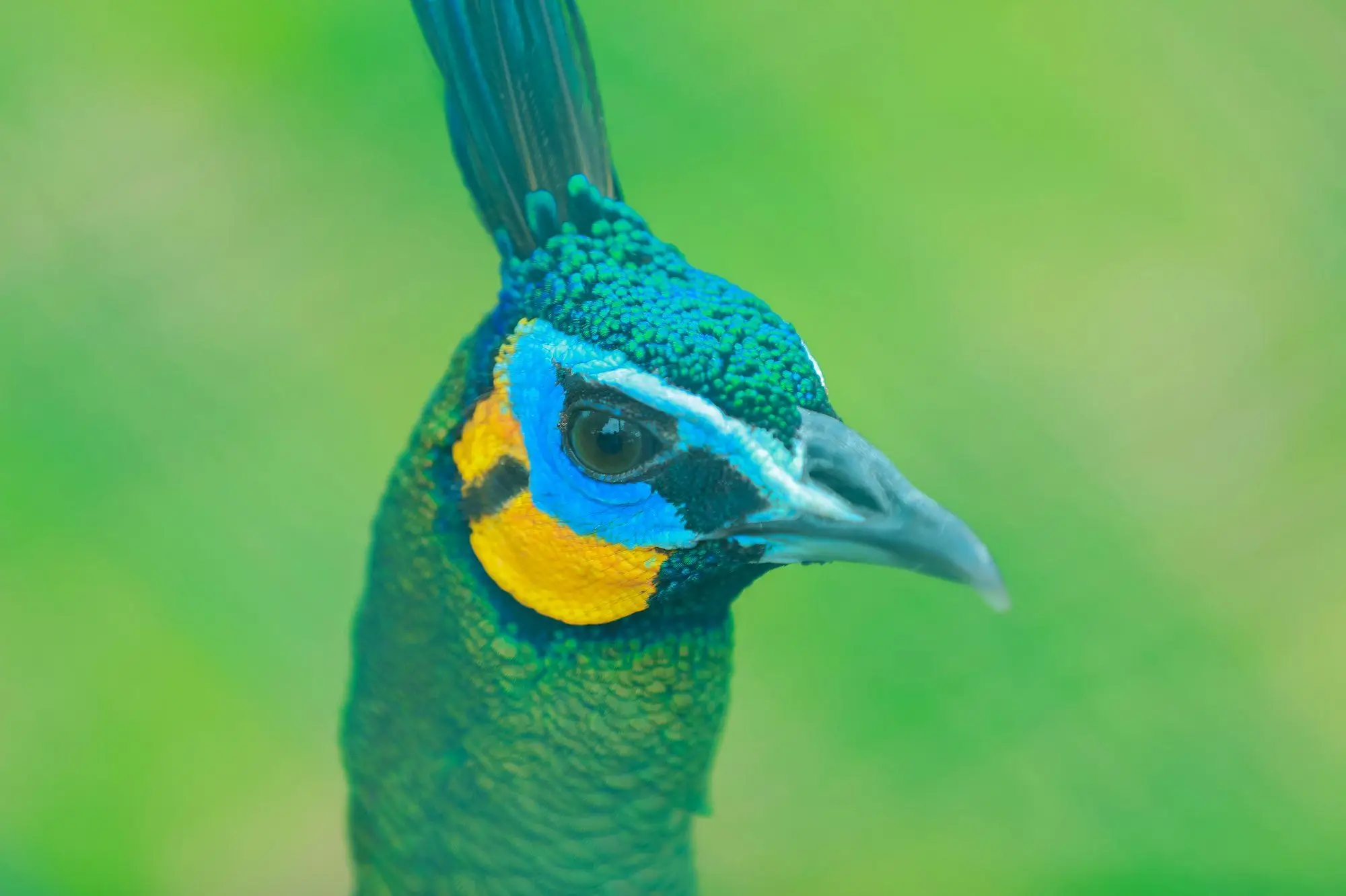Indian peafowl head portrait, Udawalawe NP