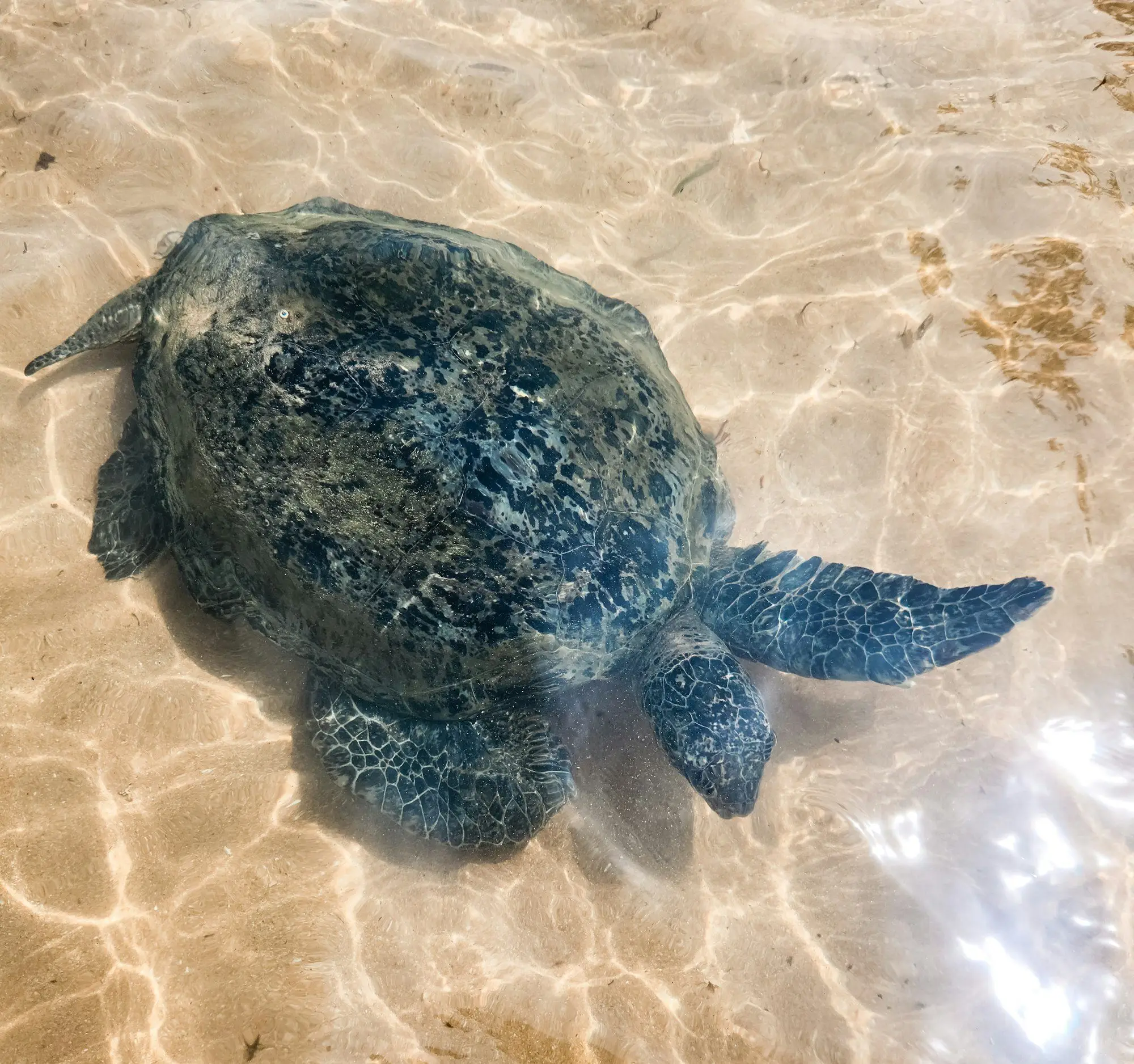 Green sea turtle in sunlit shallows, Sri Lankan coast
