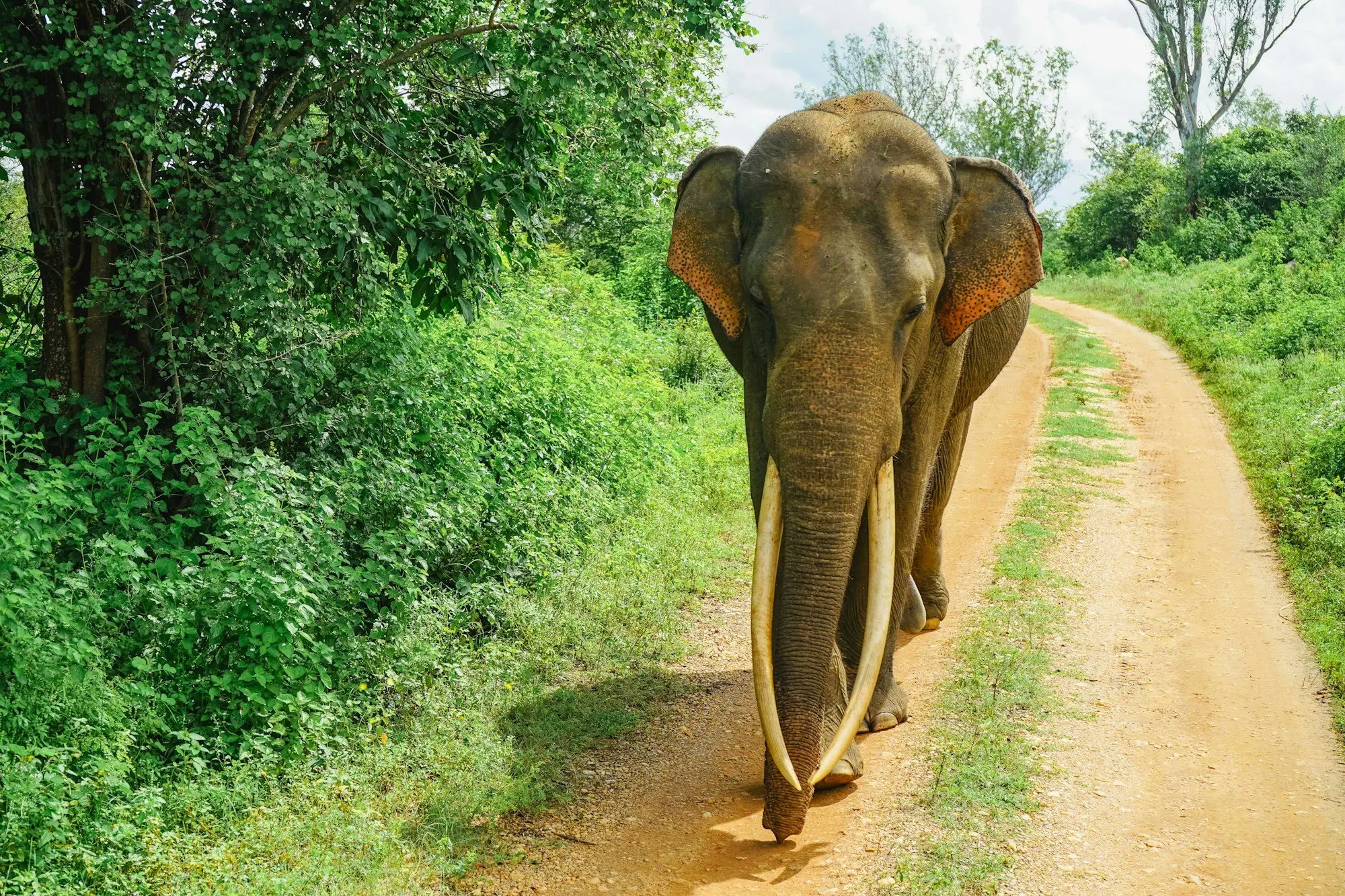 Wild tusker elephant walking a dirt track, Udawalawe NP