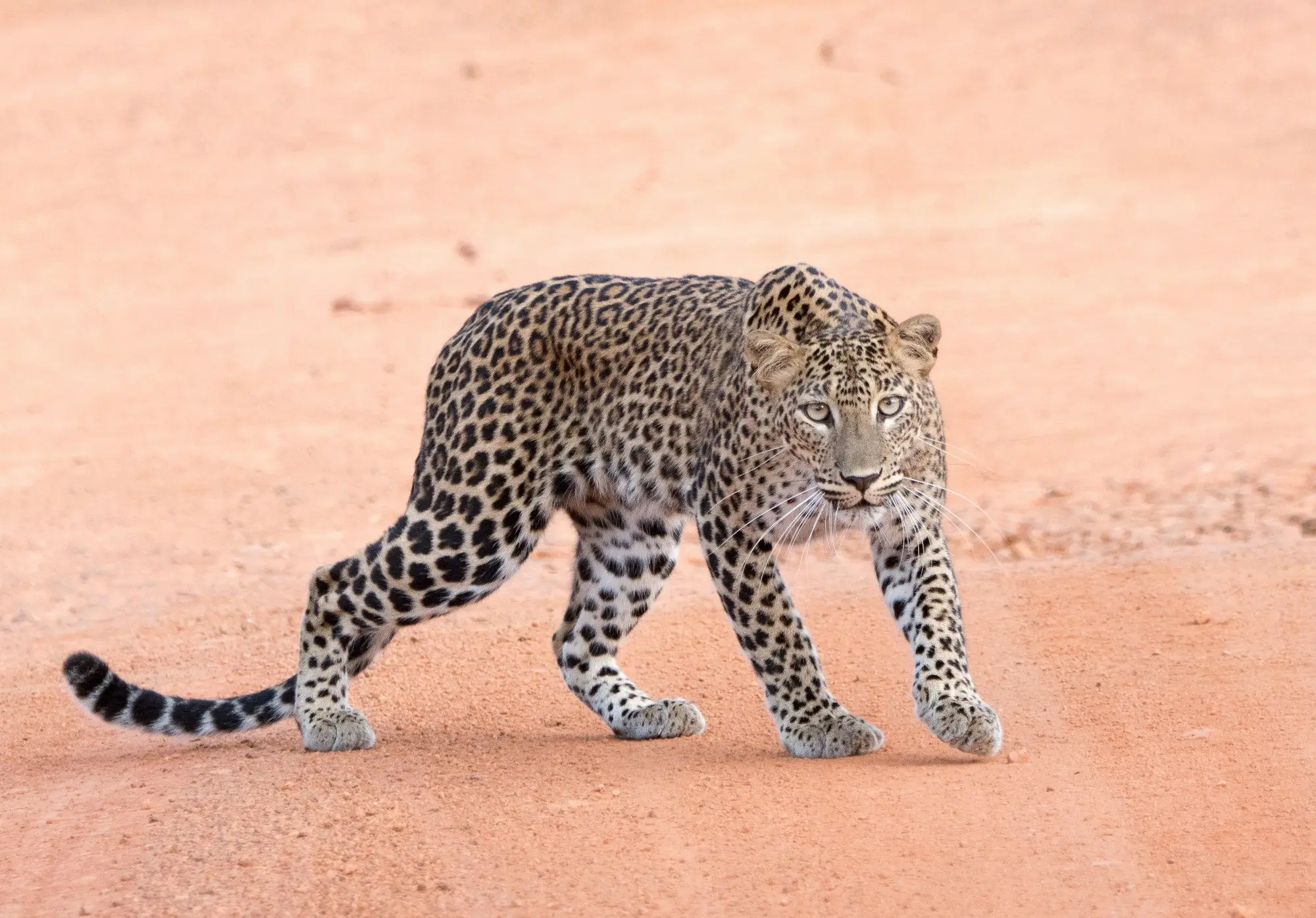 Sri Lankan leopard on a Wilpattu red-soil track