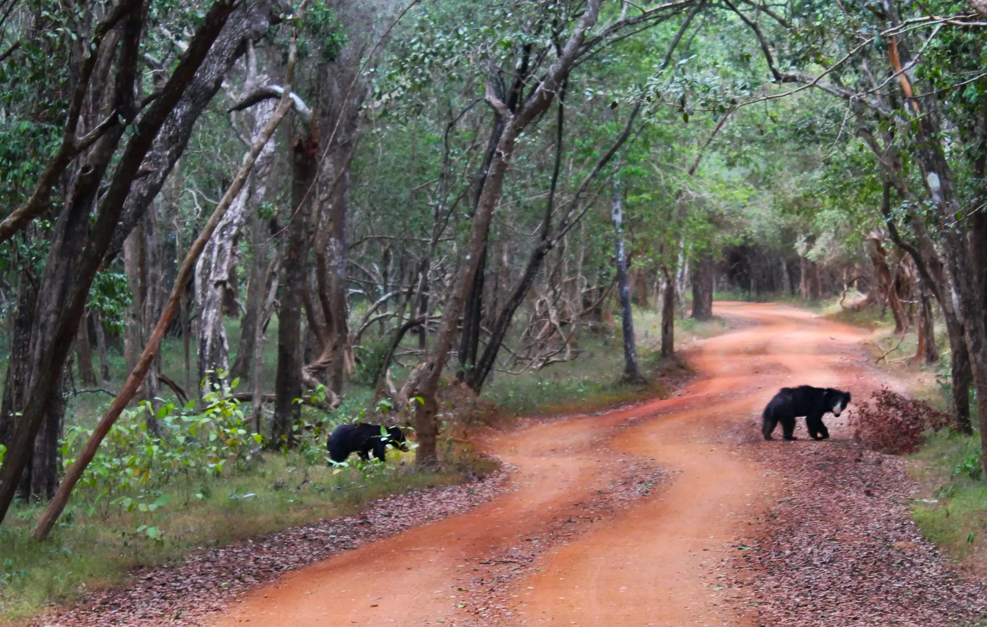Sri Lankan sloth bear mother and cub crossing a red track, Wilpattu NP