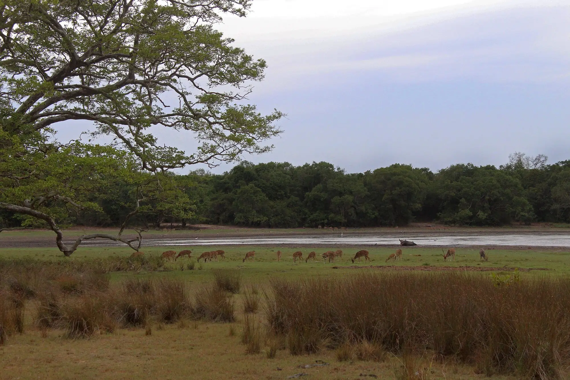 Chital herd grazing by a villu (lake), Wilpattu NP