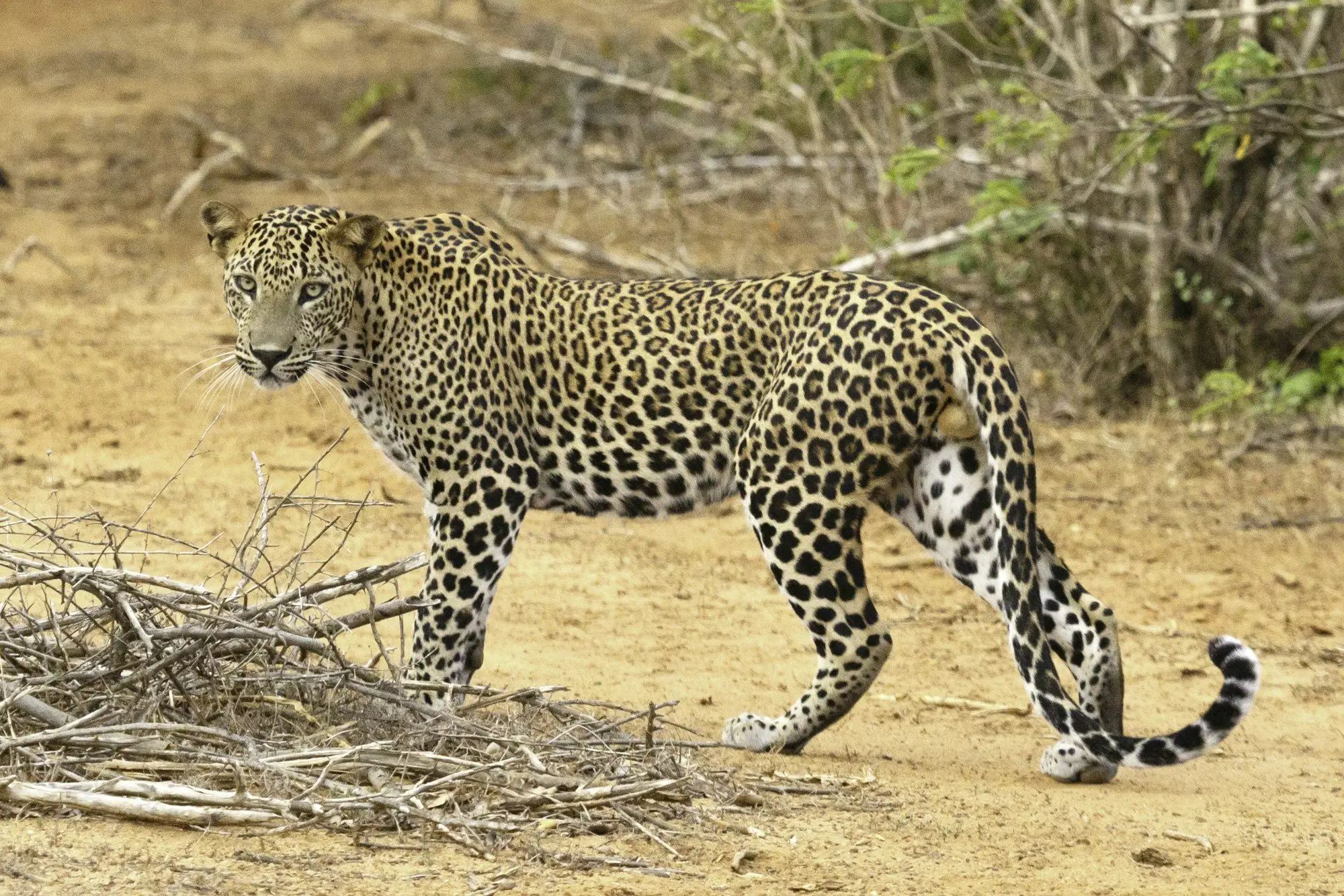 A Sri Lankan leopard walking across dry ground in Yala National Park